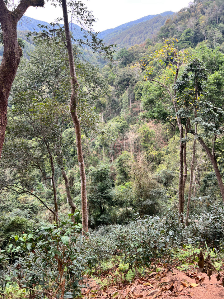 Off the Beaten Path - A Paradise Tea from the Sunshine Scattered Jungle