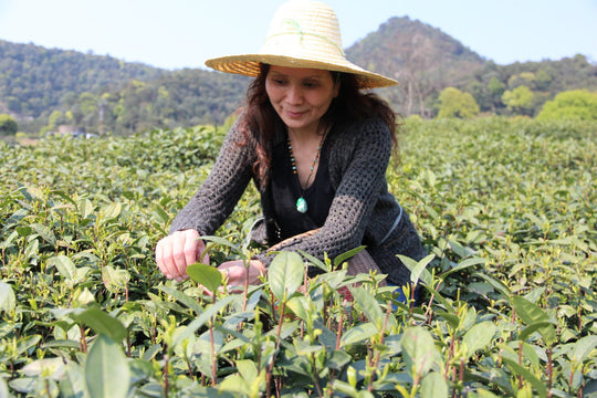 Should You Buy The Earliest Harvest Dragon Well Green Tea?