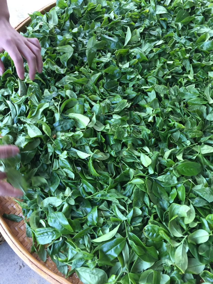 Oolong Tea - Phoenix Dan Cong Oolong Osmanthus Fragrance Gui Hua