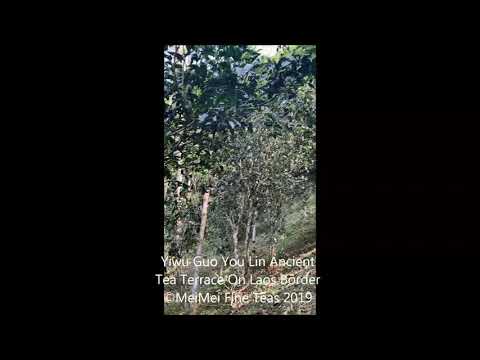 2019 Yiwu National Forest Ancient Tree Sheng Pu-erh Tea Guo You Lin