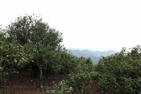 Pu-erh Tea - 2017 Tao of Tea Xiao Hu Sai Arbor Tree Sheng Pu’erh