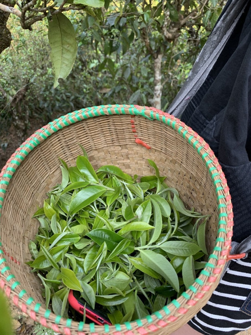 Pu-erh Tea - 2019 Lao Man’E Ancient Tree Sheng Raw Pu’erh Tea