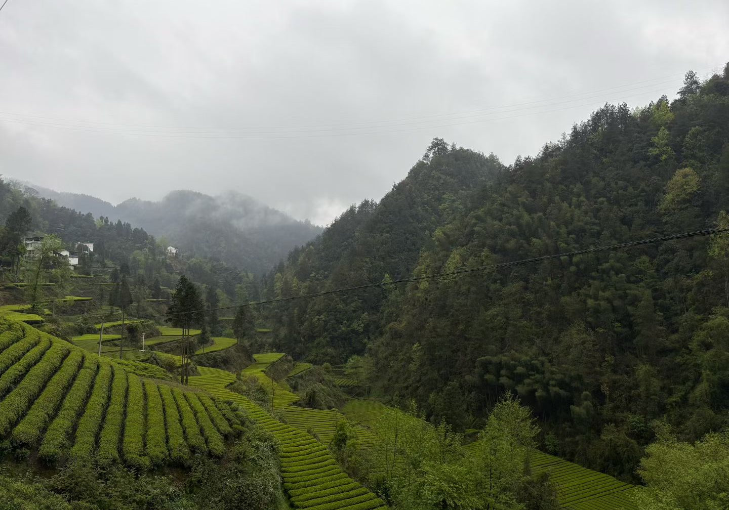 Misty Tea Mountain Enshi, Hebei province