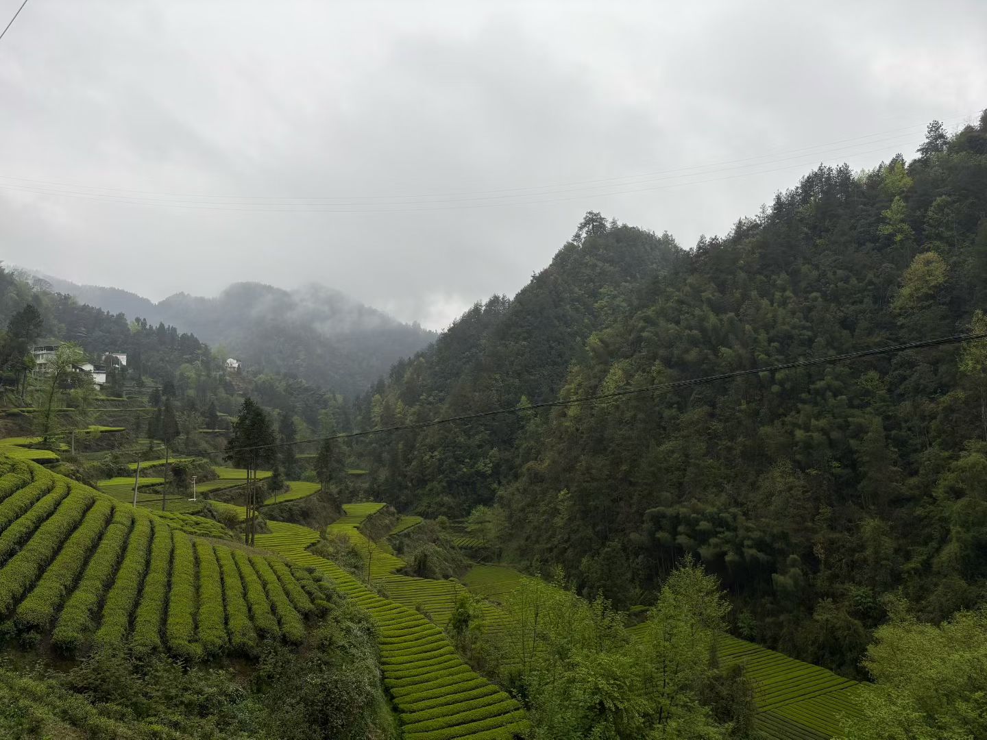 Misty Tea Mountain Enshi, Hebei province