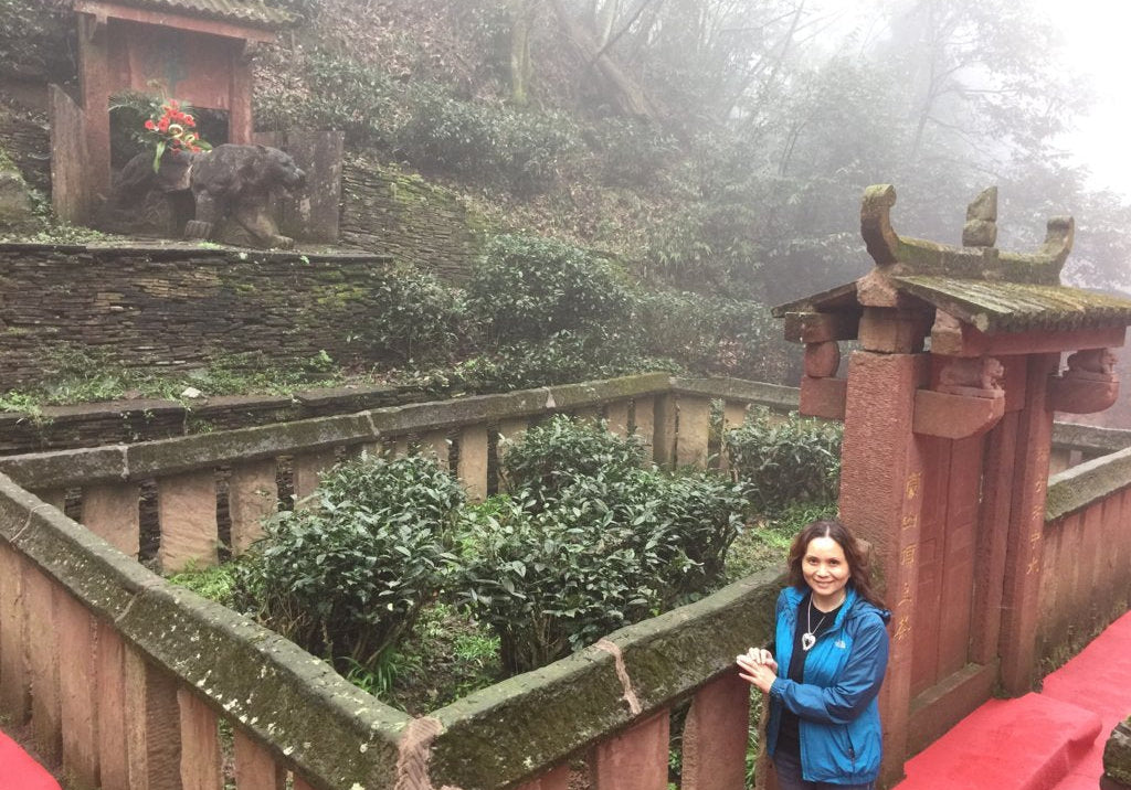 Eight Immortal Old Bush on Historical Mengding Mountain