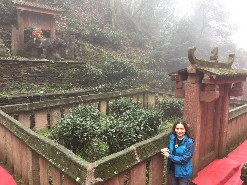 Eight Immortal Old Bush on Historical Mengding Mountain