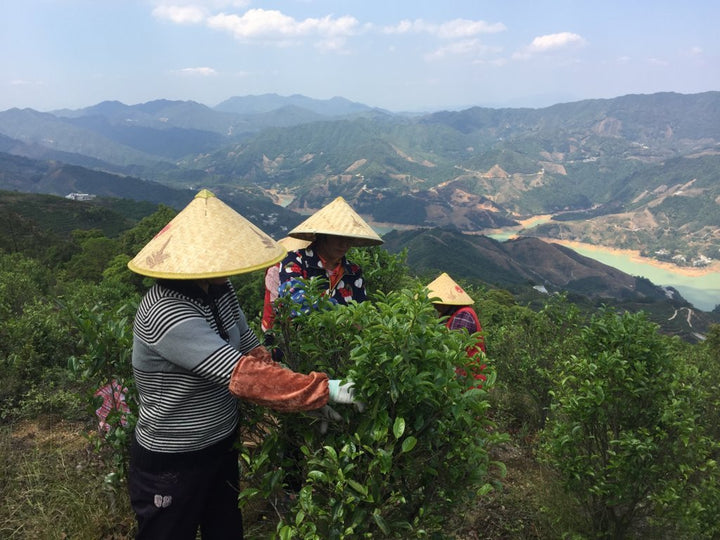 Victoria's Tea Travels (2017) - Wudong Mountain, Pt. II