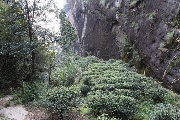 The Wonderful World of Wuyi Oolong Rock Teas