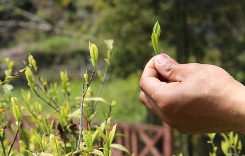 A Hidden Treasure in Plain Sight: The Allure of Anji Bai Cha