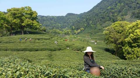 A Look at the Latest Award-Winning Teas pt. I: Long Jing Dragonwell