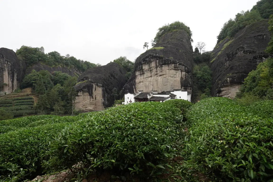 A Look at the Latest Award-Winning Teas pt. II: Wuyi Rock Oolong Rou