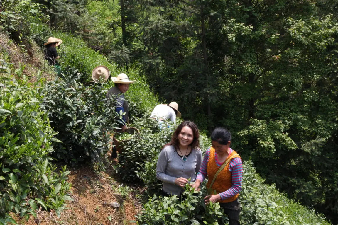 A Look at Yellow Mountain Home to Huangshan Mao Feng Green Tea