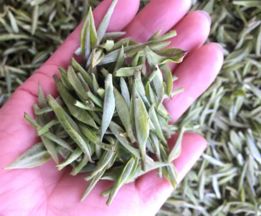 New Harvest Spring White and Black Teas