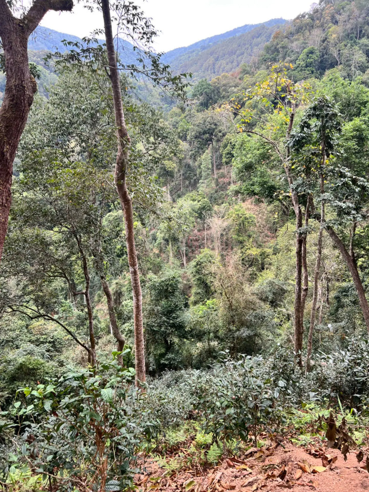 Off the Beaten Path - A Paradise Tea from the Sunshine Scattered