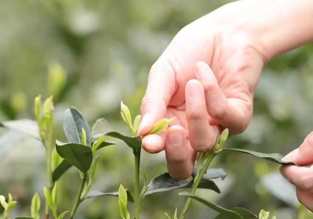 Should You Buy The Earliest Harvest Dragon Well Green Tea?