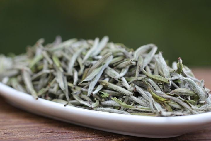 The Health Benefits of White Tea