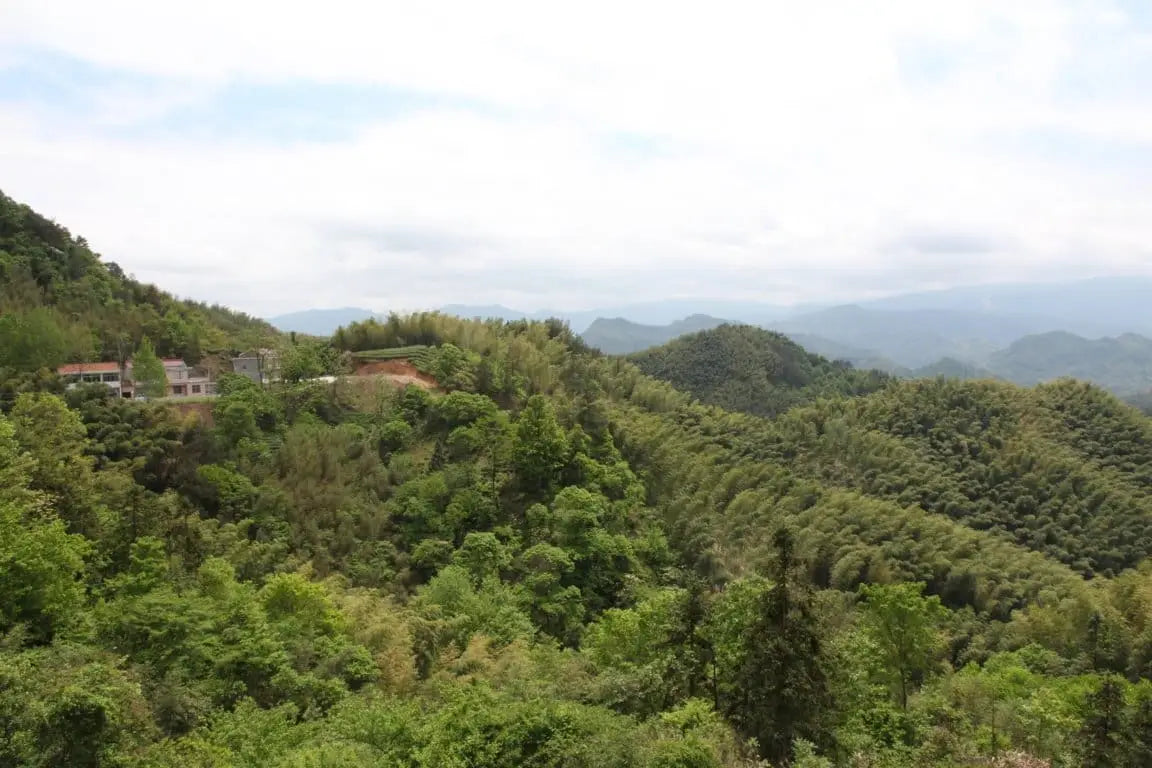 Spring Harvest Highlights - Huo Shan Yellow Tea