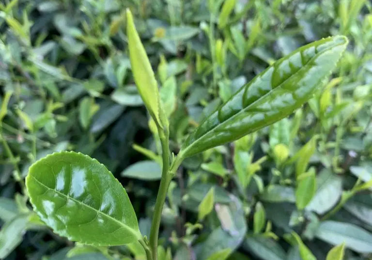 The Importance of Ethically Sourced Tea