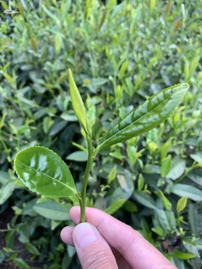The Importance of Ethically Sourced Tea