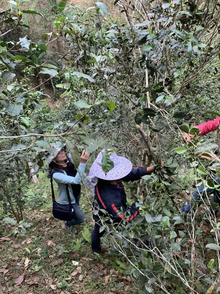 The Secret of Pu-erh Tea: Metamorphosis