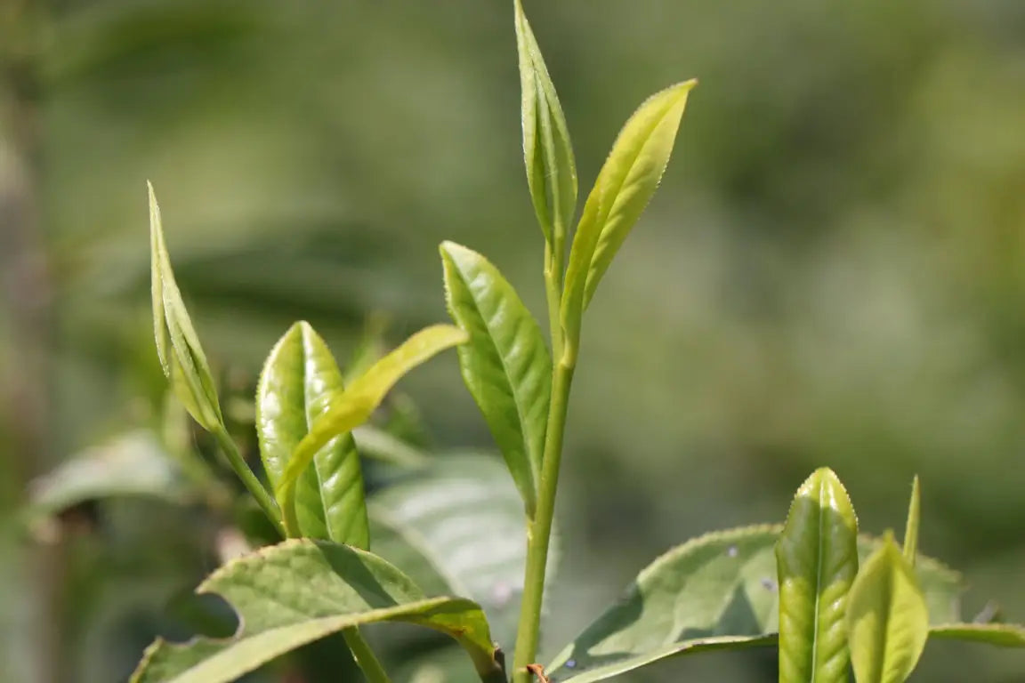 The Story of Keemun Black Tea: How the World’s Most Famous Black