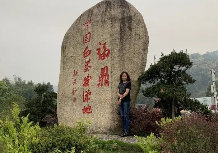 The True Origin of Chinese White Tea