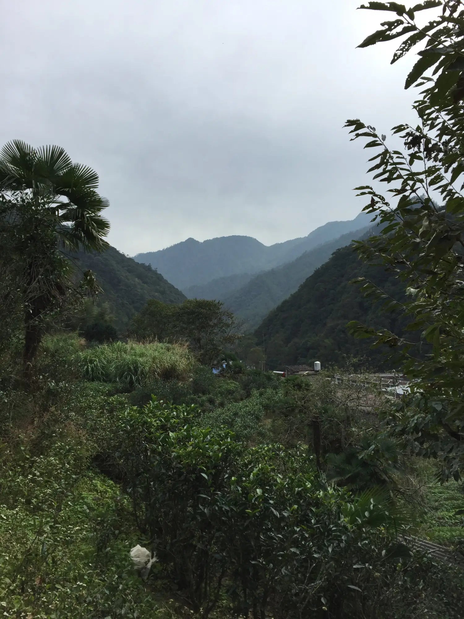The True Origin of the First Black Tea Lapsang Souchong