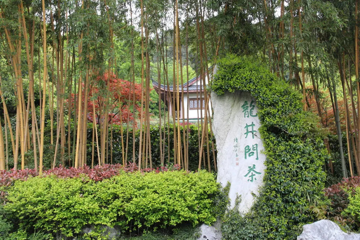The Truth about Long Jing Dragonwell Green Tea