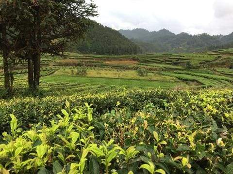 The Truth about Pesticides and Tea