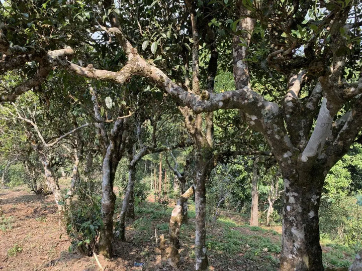 Understanding Pu’erh and Appreciating the Importance of Terroir