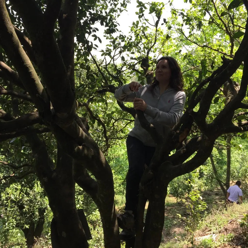 Victoria’s Tea Sourcing Trip 2017 - Fengqing Yunnan