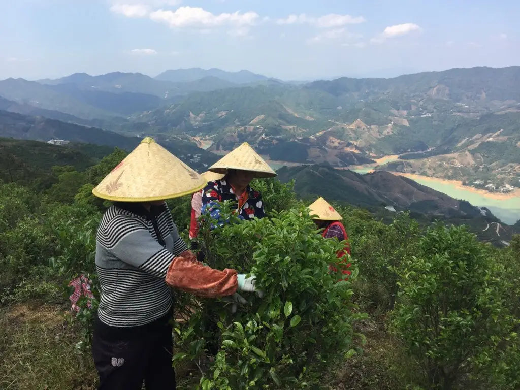 Victoria’s Tea Travels (2017) - Wudong Mountain Pt. II