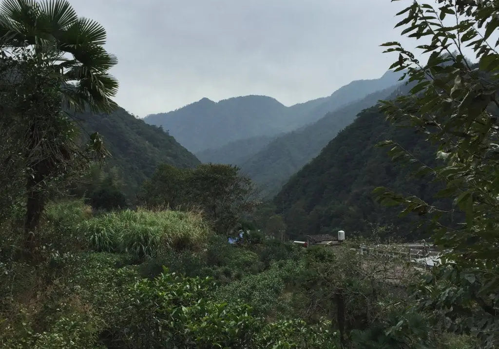 What is Lapsang Tea? Just the Best Black Tea You can Drink