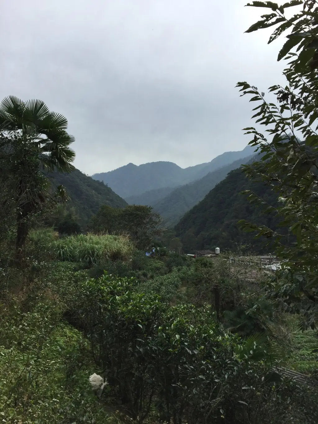 What is Lapsang Tea? Just the Best Black Tea You can Drink