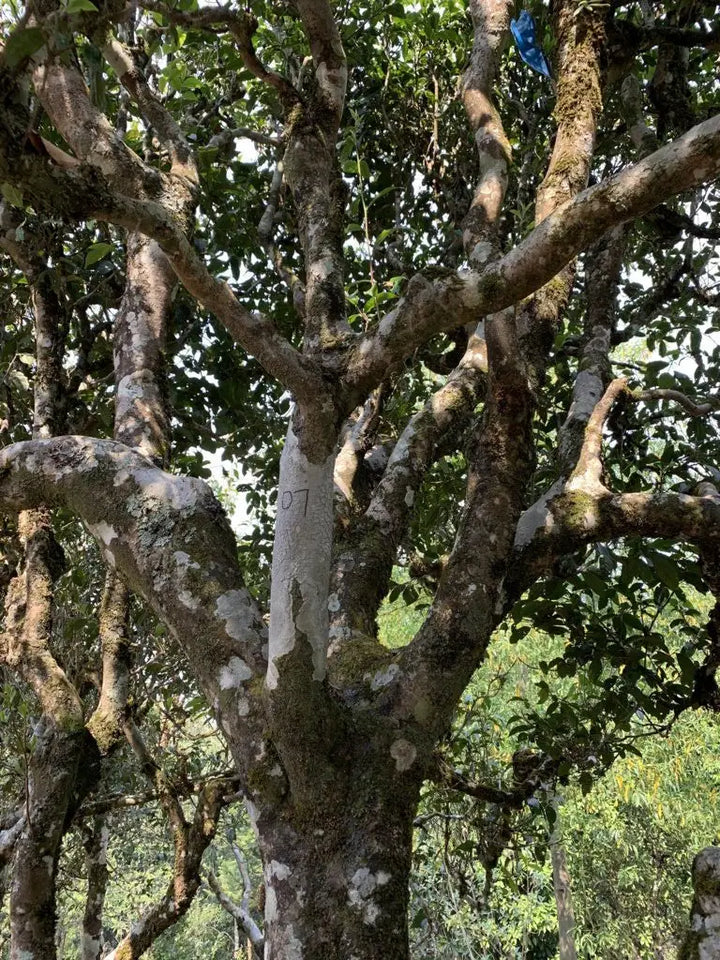 What Is Pu’erh Tea and Why Is It So Captivating? (Part I)