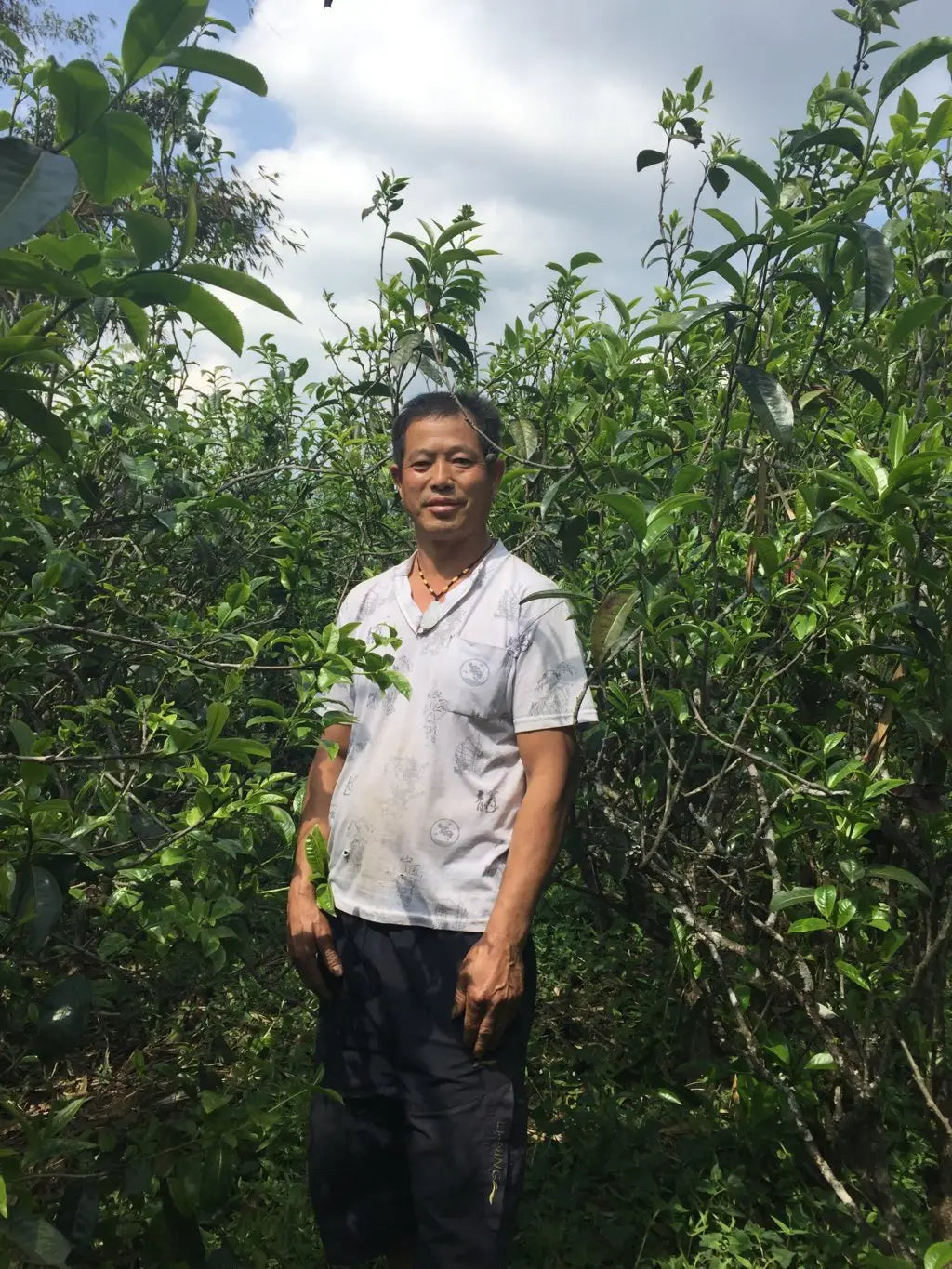What is Teng Tiao Cha (“Rattan” or “Vine” Tea) and What Makes