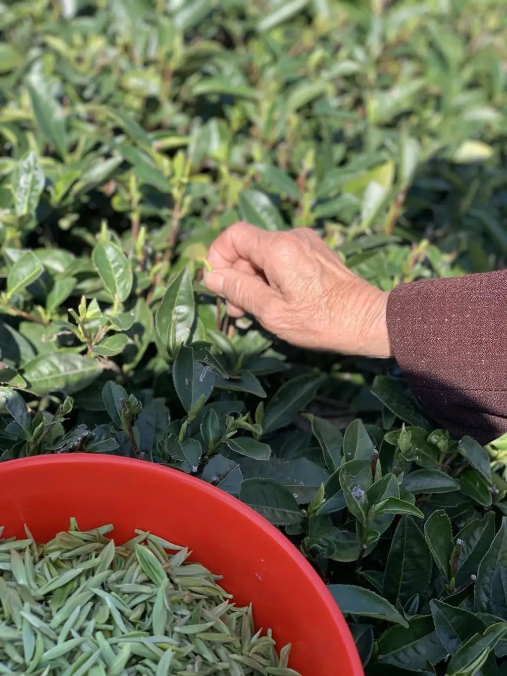 Why Tea Lovers Look Forward to the Tea Harvest