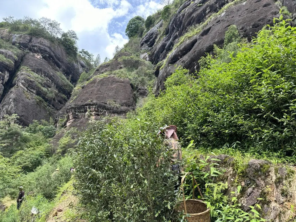 Wuyi Rock Oolong Tea Terroir 