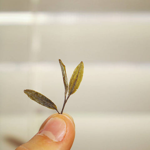 Yellow Buds Yellow Tea