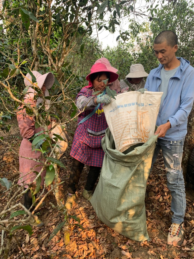 2023 King of Pu-erh Lao Ban Zhang Raw Pu-erh Tea