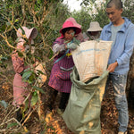 2023 King of Pu-erh Lao Ban Zhang Raw Pu-erh Tea