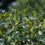 Award-winning Organic Old Bush Dragon Well Green Tea Long Jing