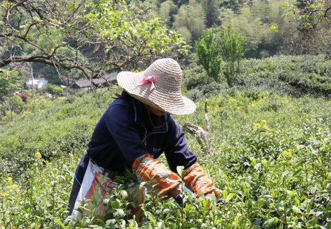 qimen black tea single origin - meimei fine teas