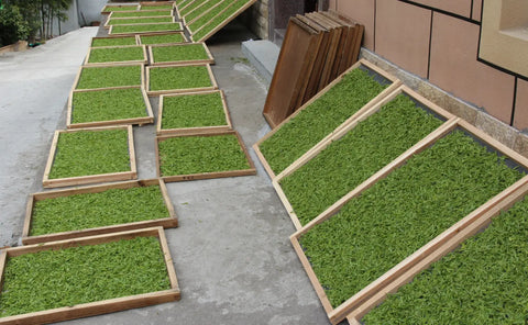 A Gem of a Green Tea. What you need to know about Anji Bai Cha.