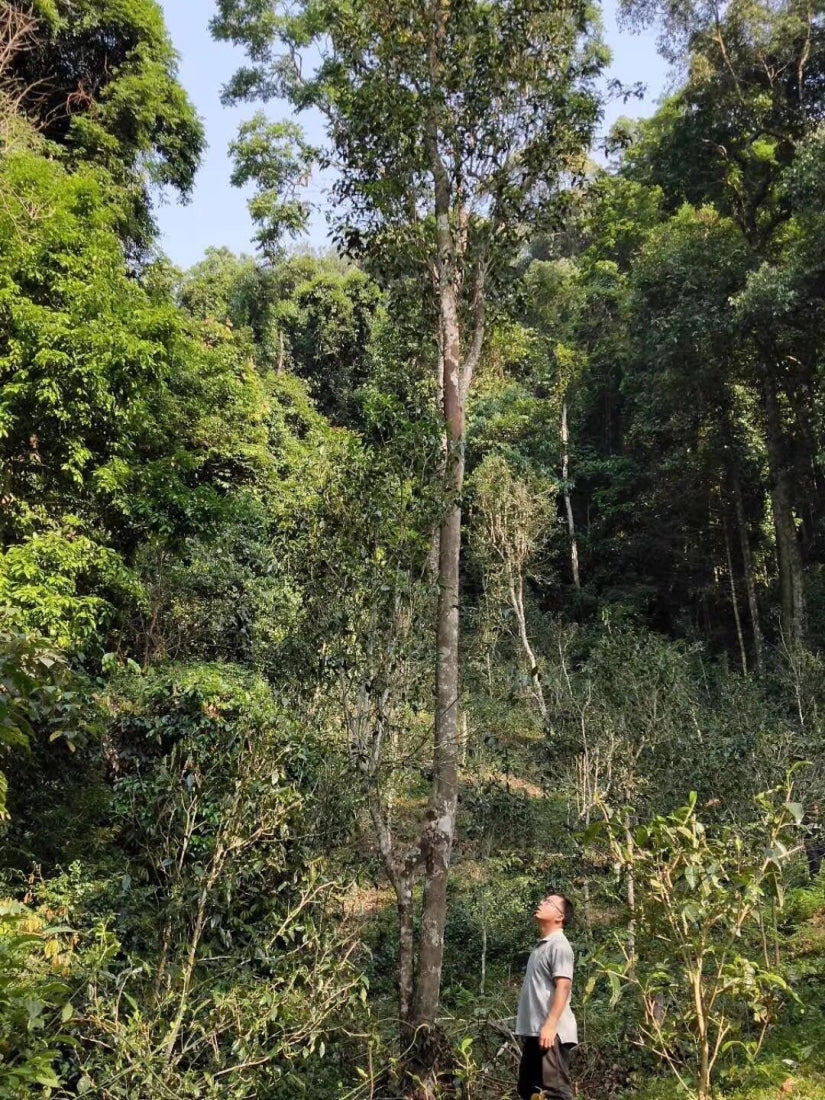 2023 Man Zhuan Mountain Peach Village Tall Ancient Tree Raw Pu-erh Tea Tao Zi Zhai Gao Gan