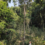 2023 Man Zhuan Mountain Peach Village Tall Ancient Tree Raw Pu-erh Tea Tao Zi Zhai Gao Gan