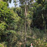 2023 Man Zhuan Mountain Peach Village Tall Ancient Tree Raw Pu-erh Tea Tao Zi Zhai Gao Gan