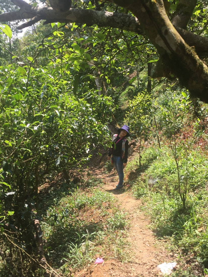 Nannuo Mountain Arbor Tree Pu-erh Black Tea Dragon Pearls