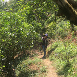 Nannuo Mountain Arbor Tree Pu-erh Black Tea Dragon Pearls
