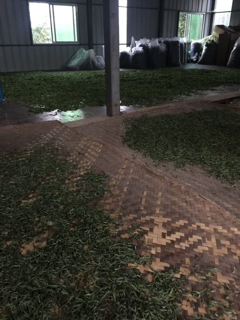 Nannuo Mountain Arbor Tree Pu-erh Black Tea Dragon Pearls